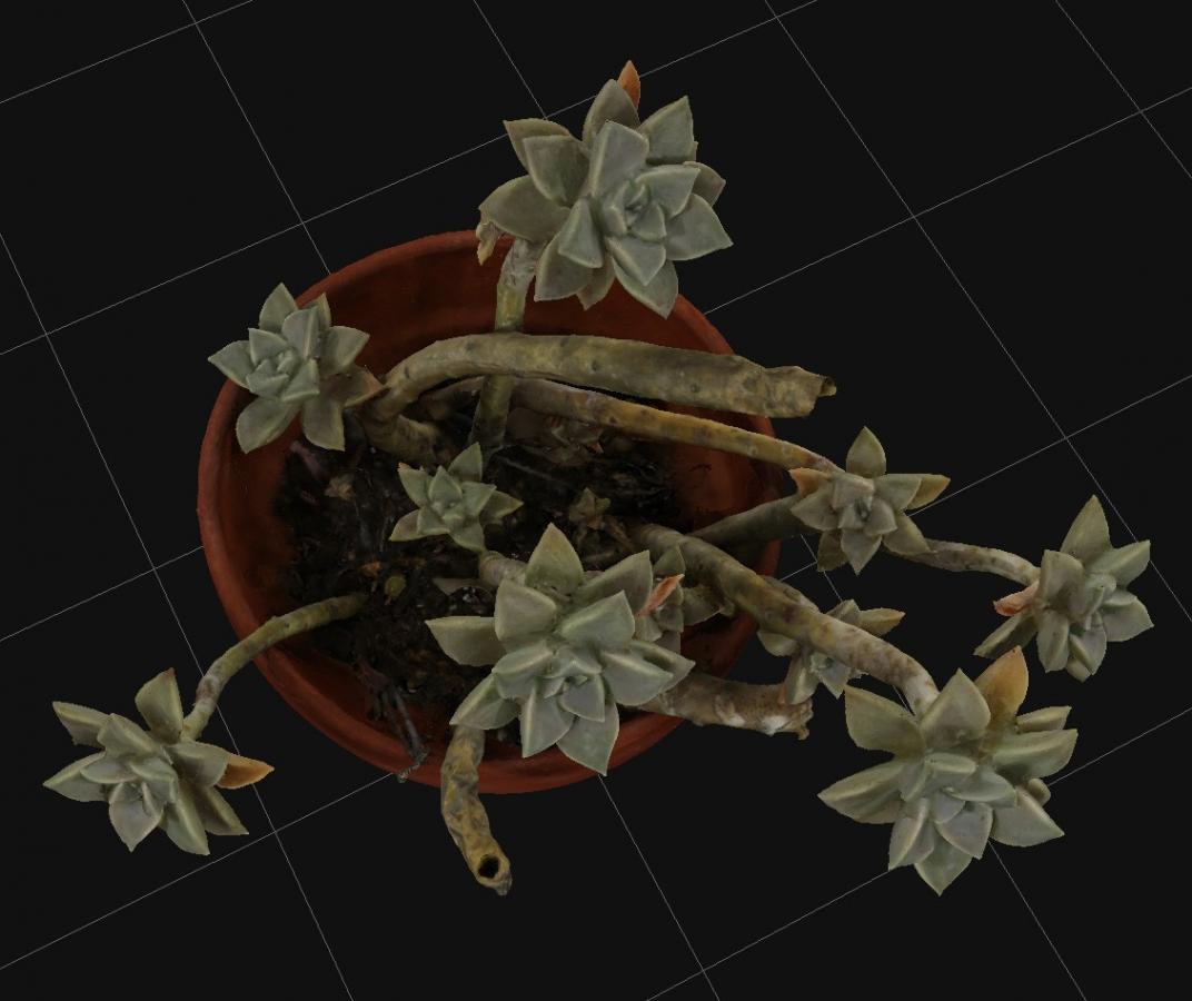 Click image for larger version

Name:	Strange_Plant_3D_Flow_04.jpg
Views:	185
Size:	72.3 KB
ID:	2323