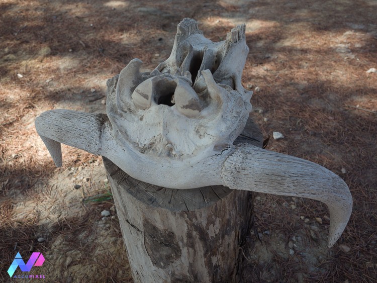 Underside of bulls skull