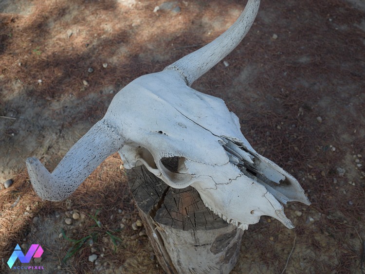 Bulls skull top view