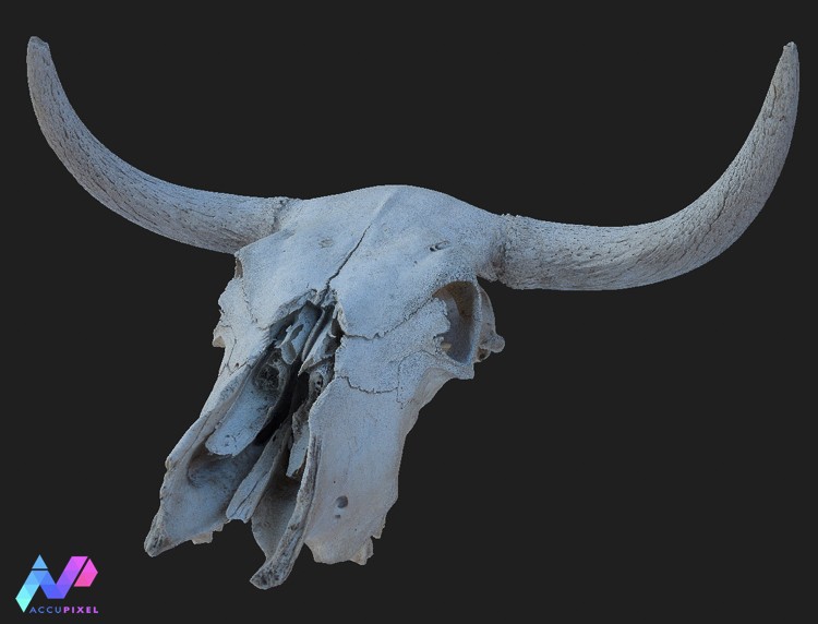 Complete bulls skull model