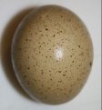 Identical, round speckles can confuse the software creating bumps and divots on the final model.